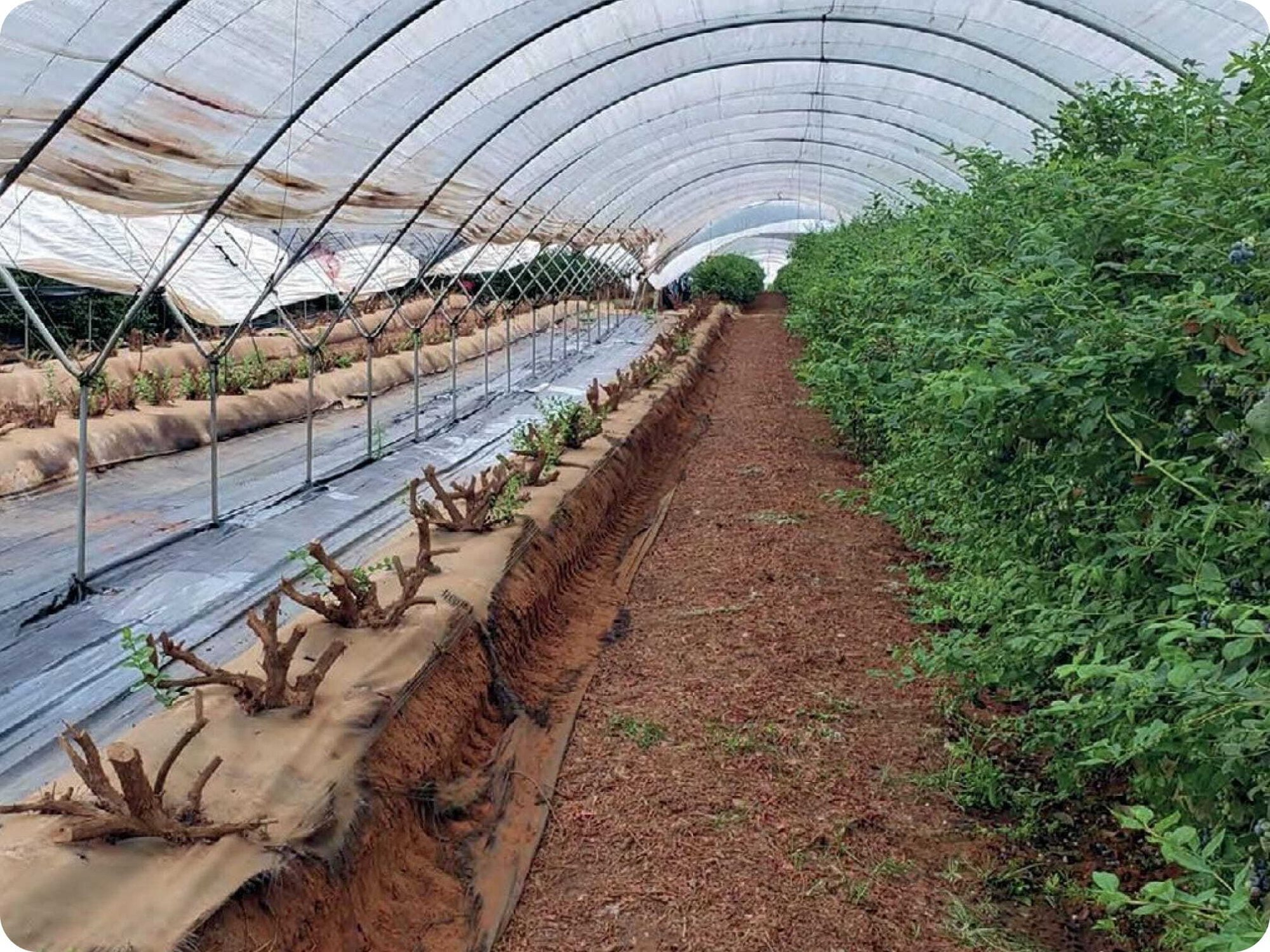 African Blue blueberry farms in Agadir, Morocco