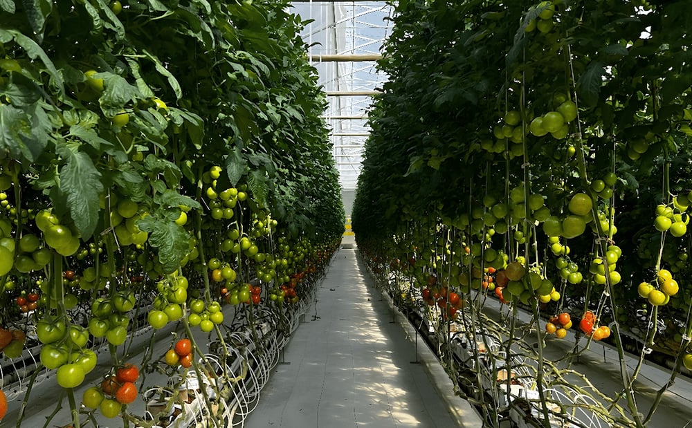 tomato greenhouse in Mexico