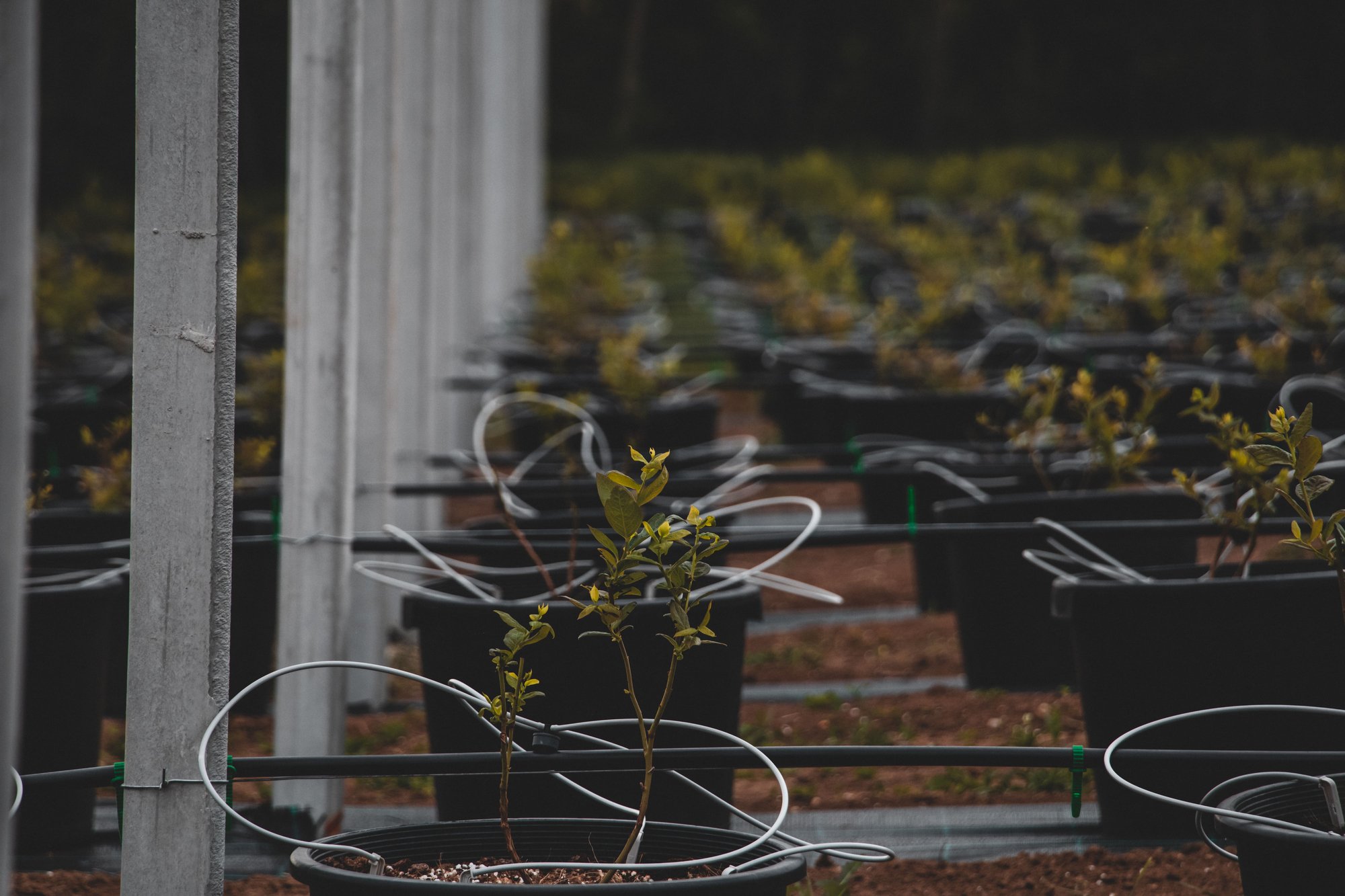 drip irrigation system in substrate