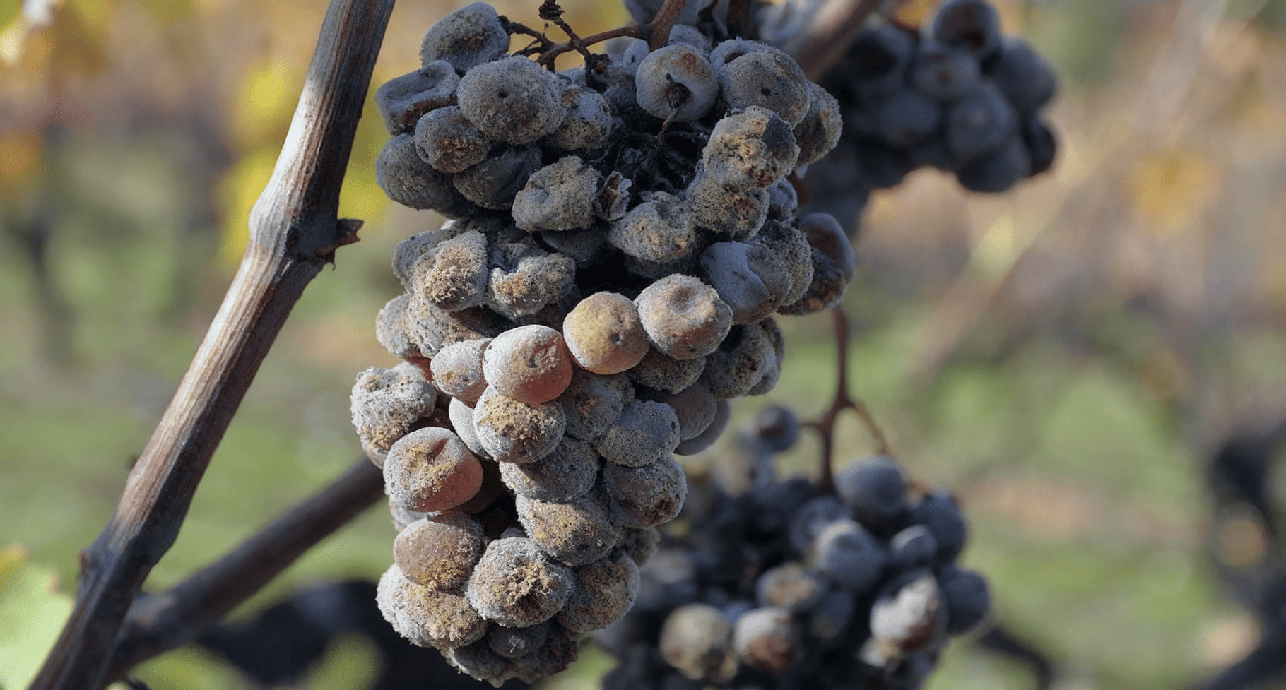 Botrytis (gray mold) crop disease on grapes
