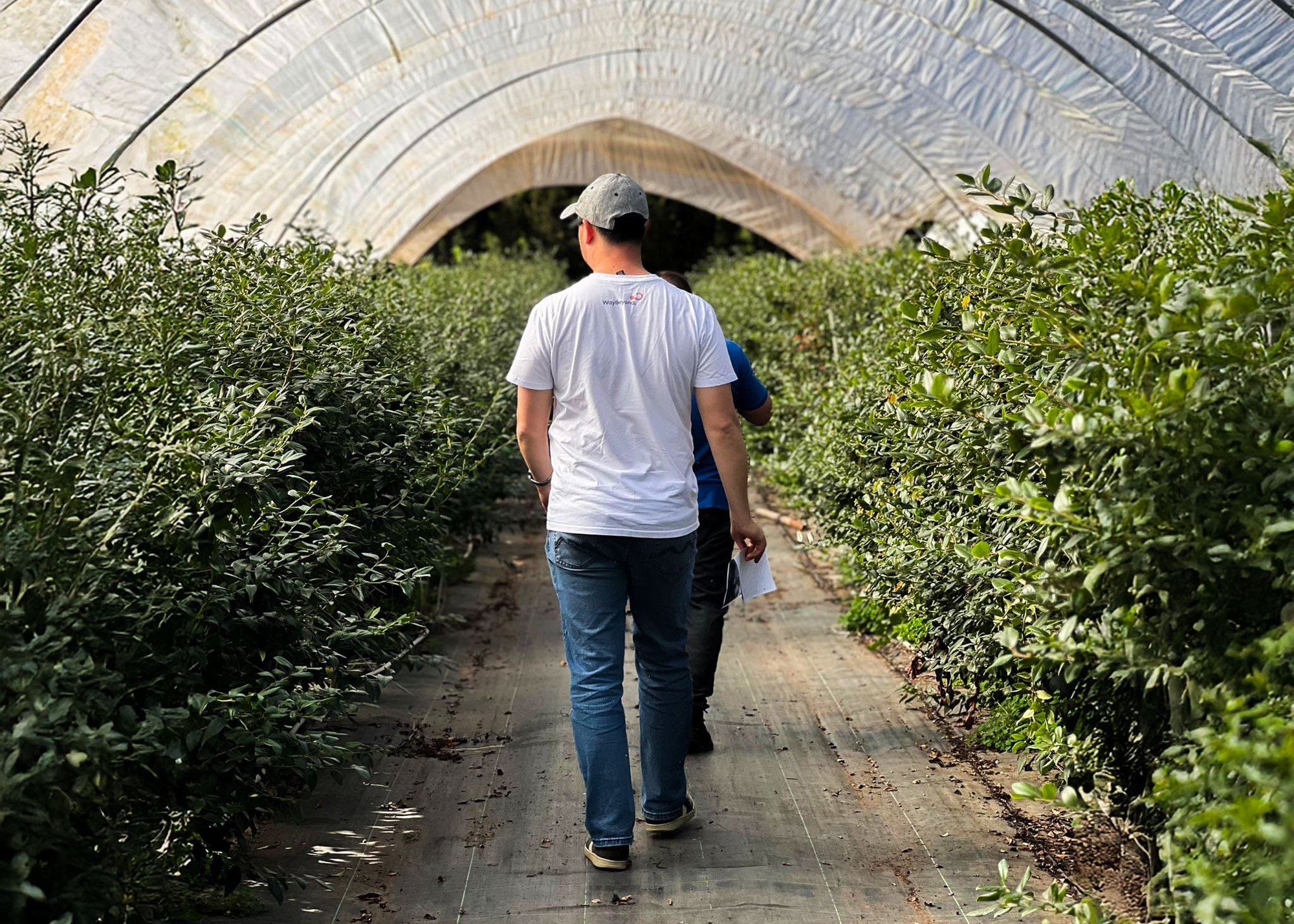 Daniel-Than-Blueberry-Farm-min