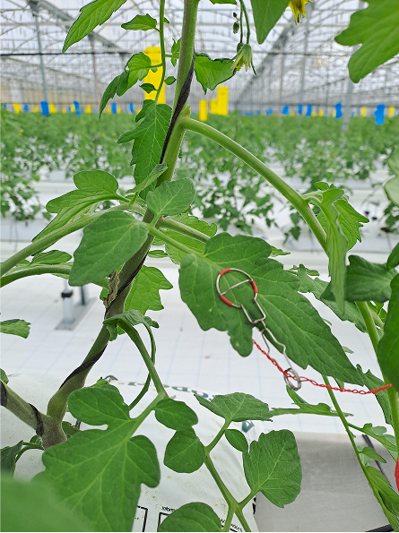 Eliven Tropical - plant temp sensor