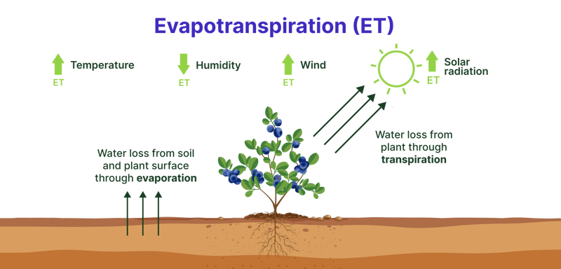 weather impact on plant water demand during crop evapotranspiration process