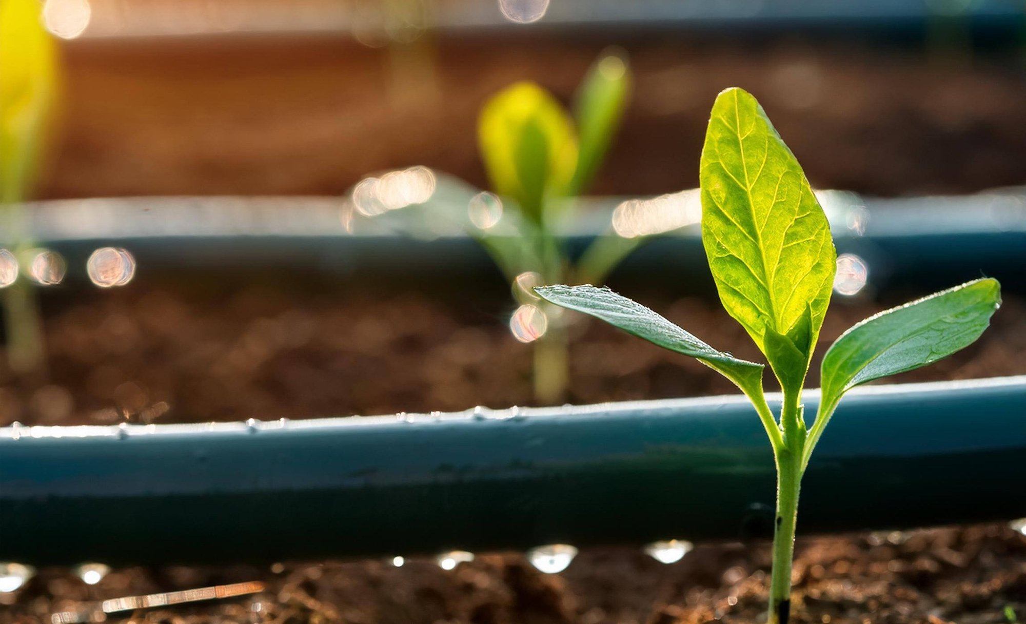 Firefly young seedling in drip irrigation system 38637