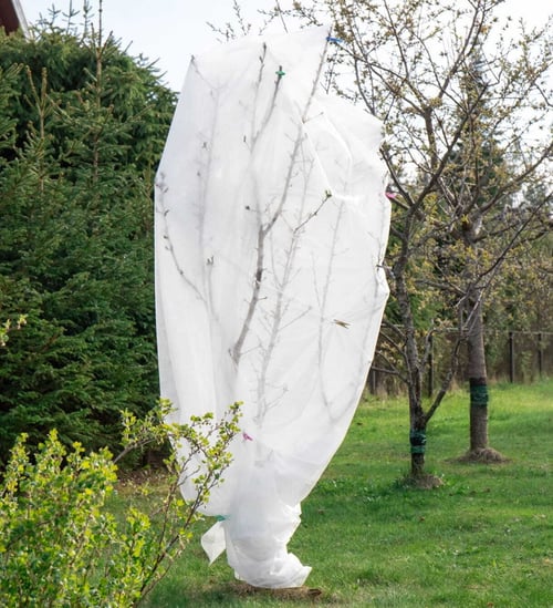 A fruit tree wrapped in frost cloth