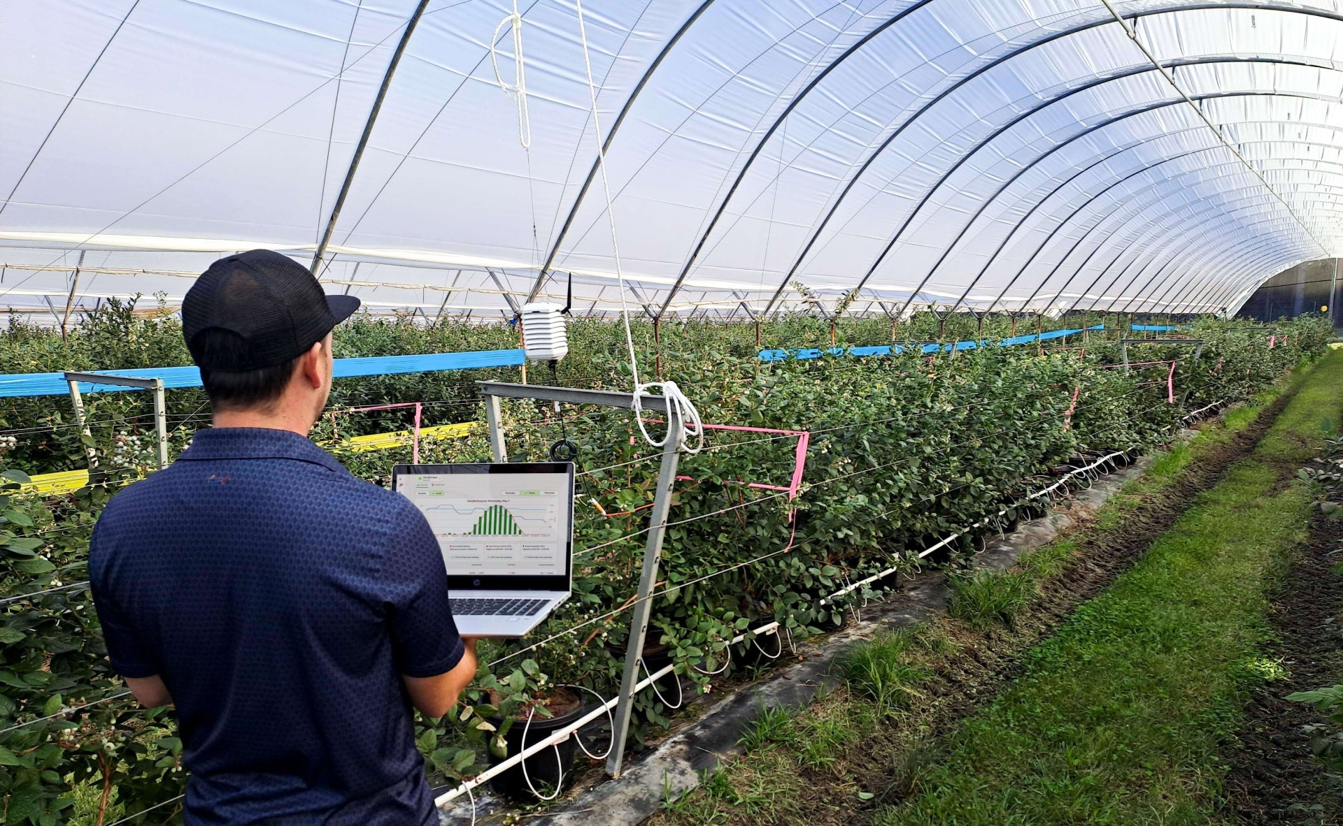 Grower using WayBeyonds crop management software FarmRoad to manage crops in protected growing operation Grower using WayBeyonds crop management software FarmRoad to manage crops in protected growing operation