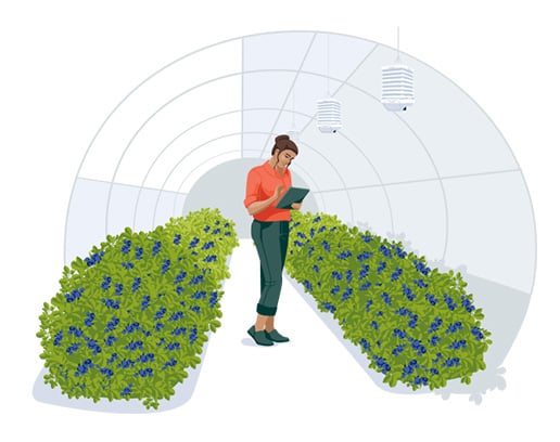 Grower using digital agronomy technology