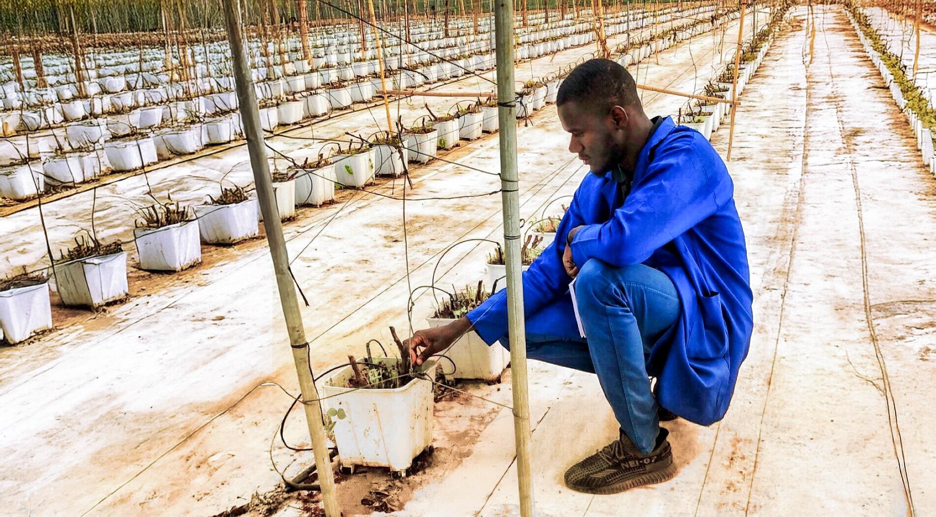 Grower-drip-irrigation-greenhouse