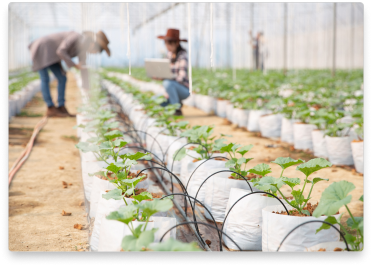 Growers monitoring crop irrigation on farm