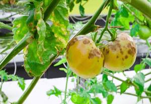 Late blights on tomato crops