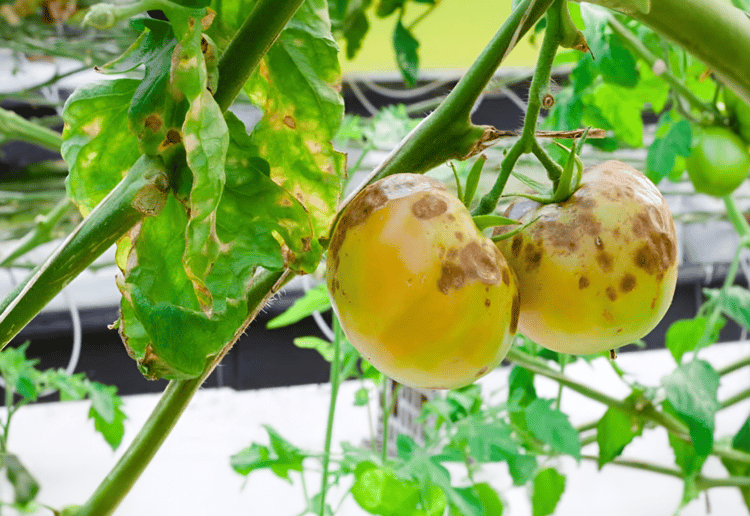 Late blights on tomato crops