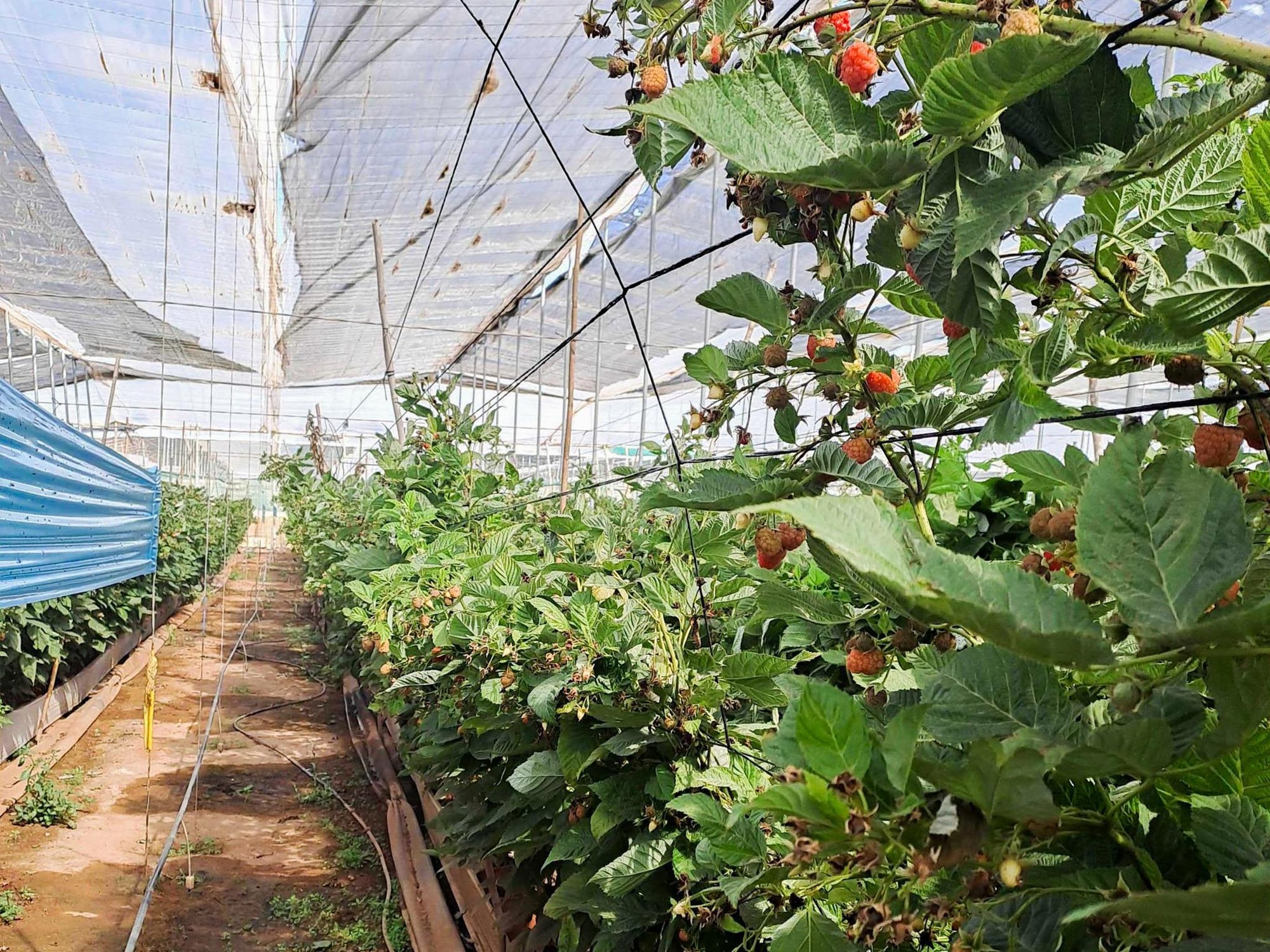 On-site at Afrifruits raspberry farm_2