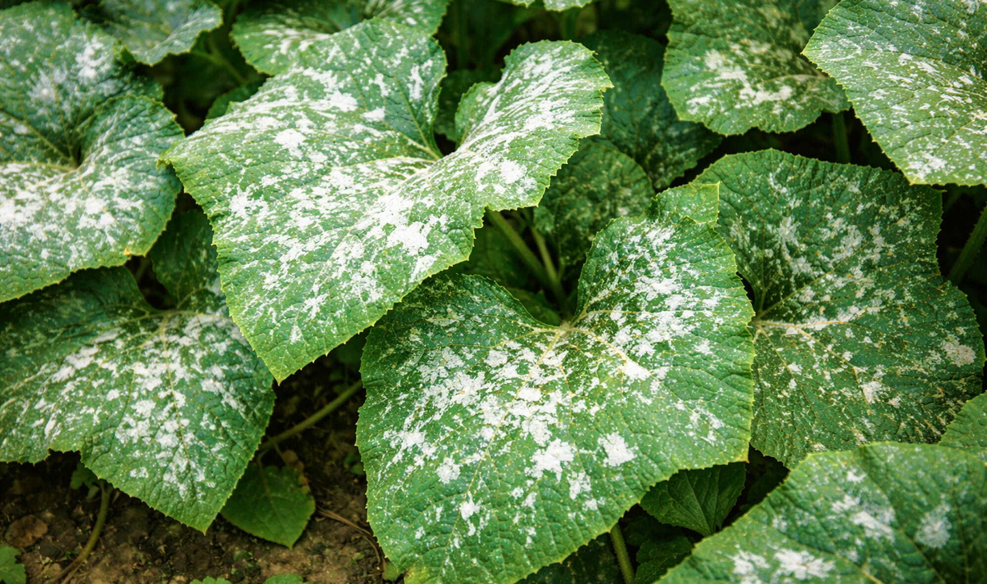Plant leaves infected with powdery mildew disease (1)