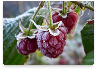 Raspberries with frost