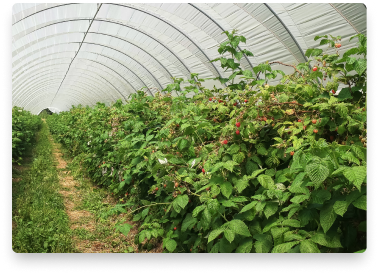 Raspberry farm