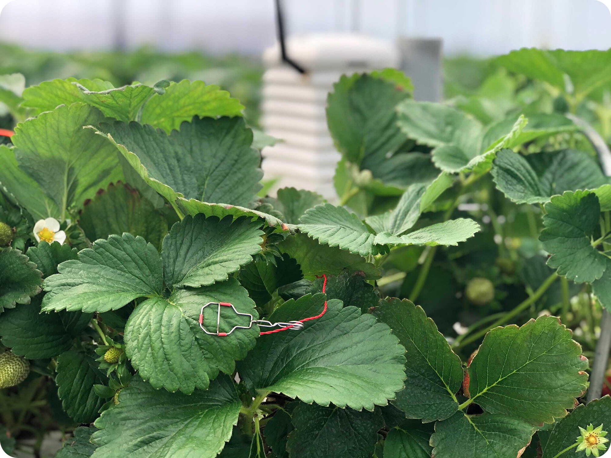 Season Farms plant temperature sensor on berry crops (1)