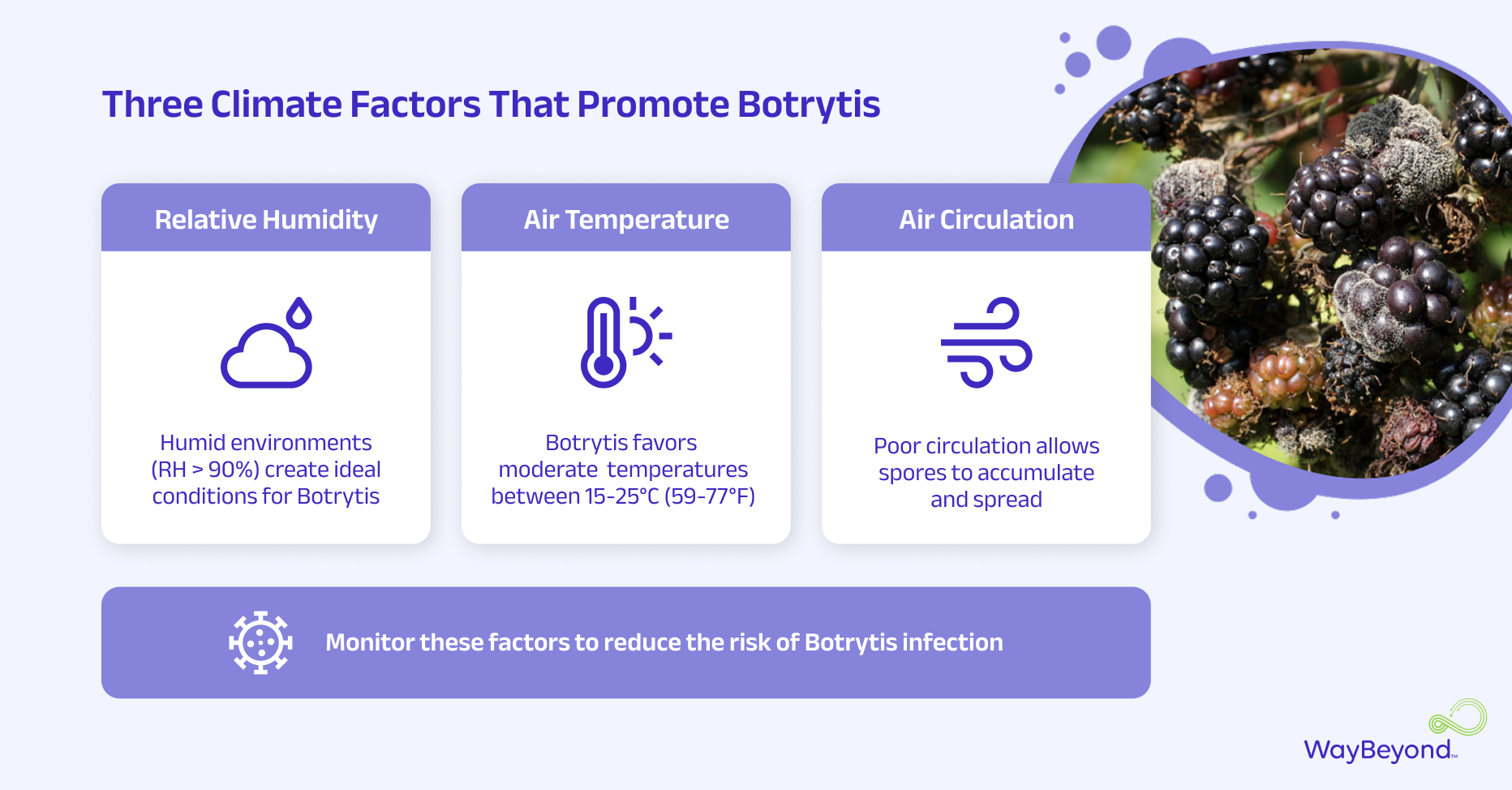 Three climate factors that Promote Botrytis diagram_final