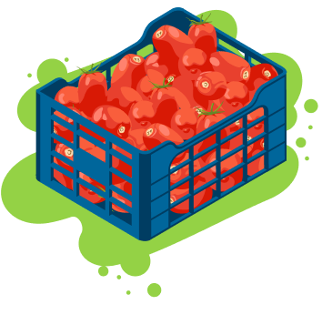 Crates of harvested tomatoes