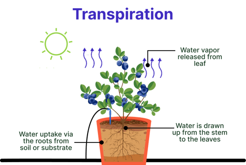 Water uptake and loss during transpiration process for a substrate-grown plant Water uptake and loss during transpiration process for a substrate-grown plant