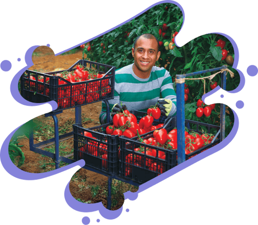 mexican-tomato-grower-blurple-splotch mexican-tomato-grower-blurple-splotch