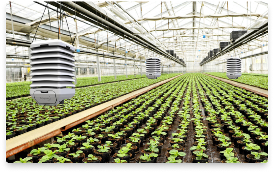 FarmRoad-sensor-greenhouse