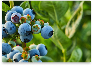 blueberry-bush