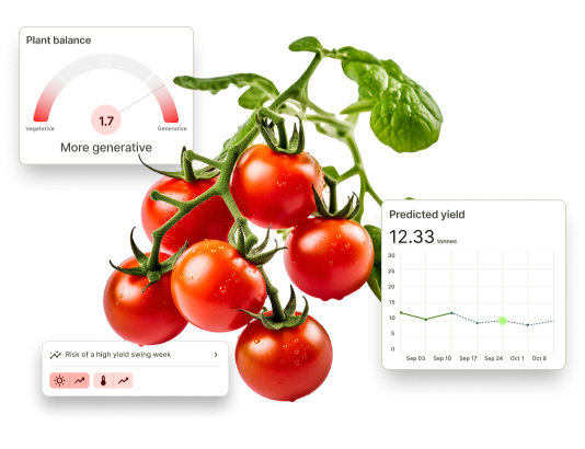 Tomatoes-Hero