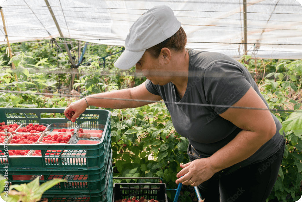 raspberry-picking