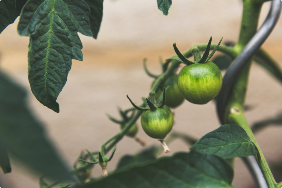 Green tomatoes on the vine