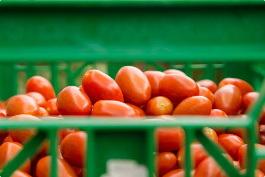 Basket of tomatoes