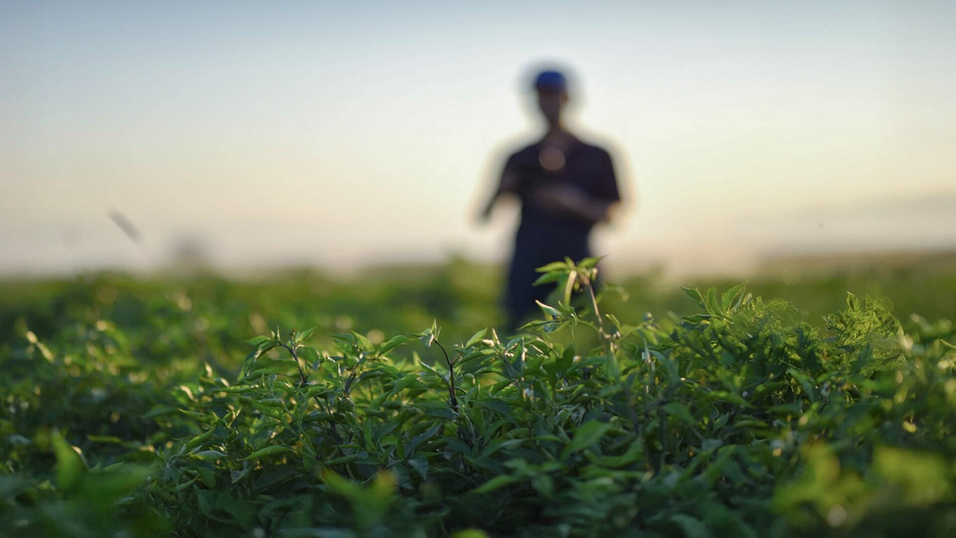 Weather risk management for crops image