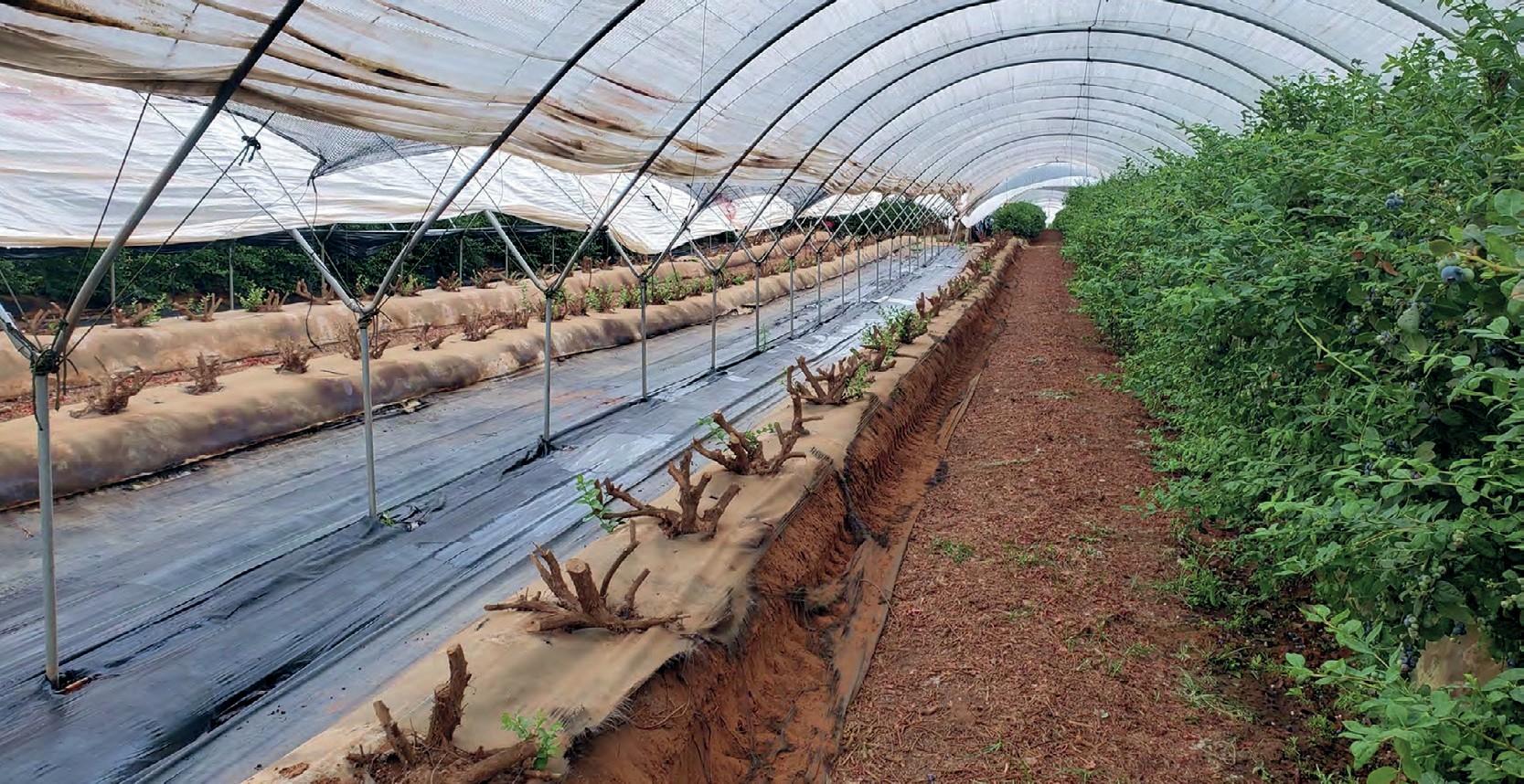 blueberries in tunnel houses