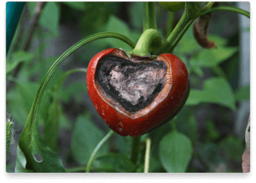 benefit-botrytis-capsicum