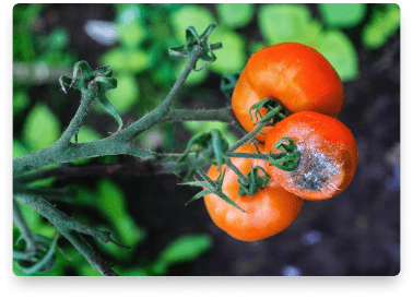 benefit-botrytis-tomatoes
