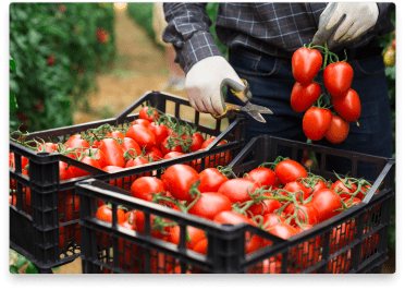 tomato-crop-harvest