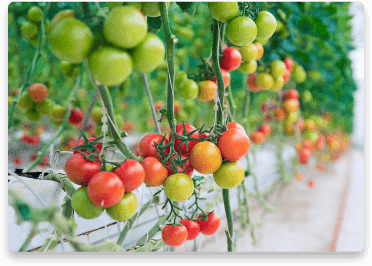 benefit-tomato-crops