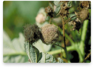 benefit-raspberry-with disease