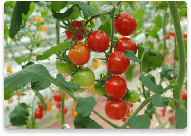 benefit-tomato-crops