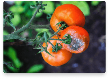 benefits-tomatoes-botrytis
