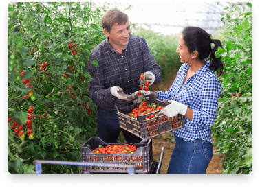 benefits-tomatoes-pickers