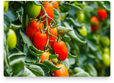 benefits-tomatoes-generative