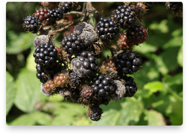 blackberry-botrytis