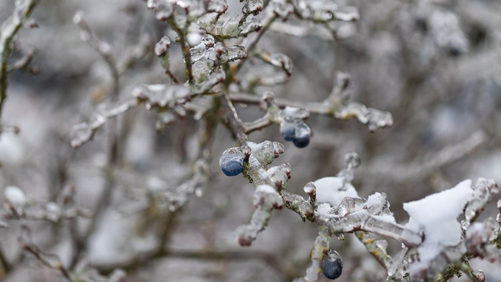 blueberries with frost