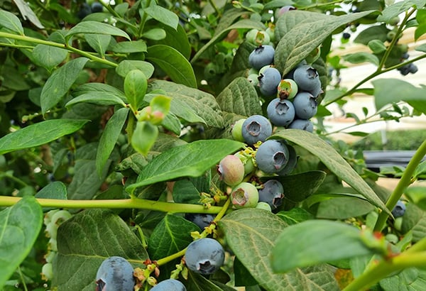 Blueberries 