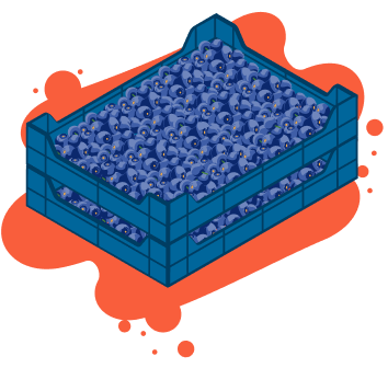 blueberry-crate- orange-splotch