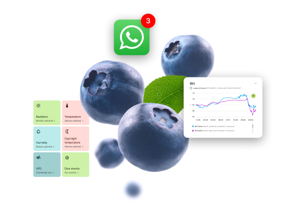 blueberry-data-crop