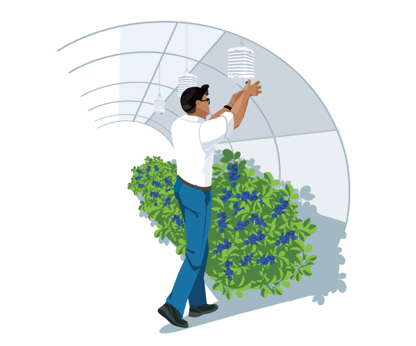 blueberry-greenhouse-sensor