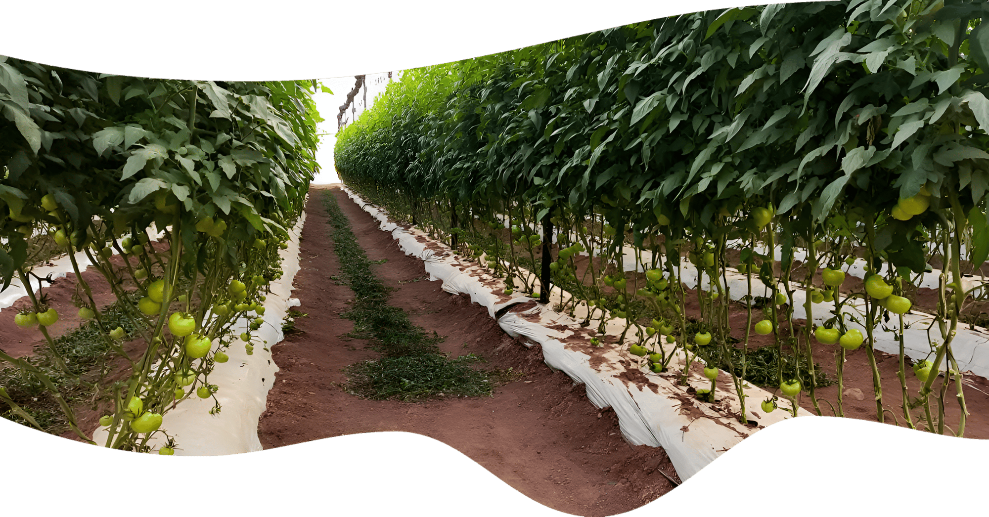 chaparral-farm