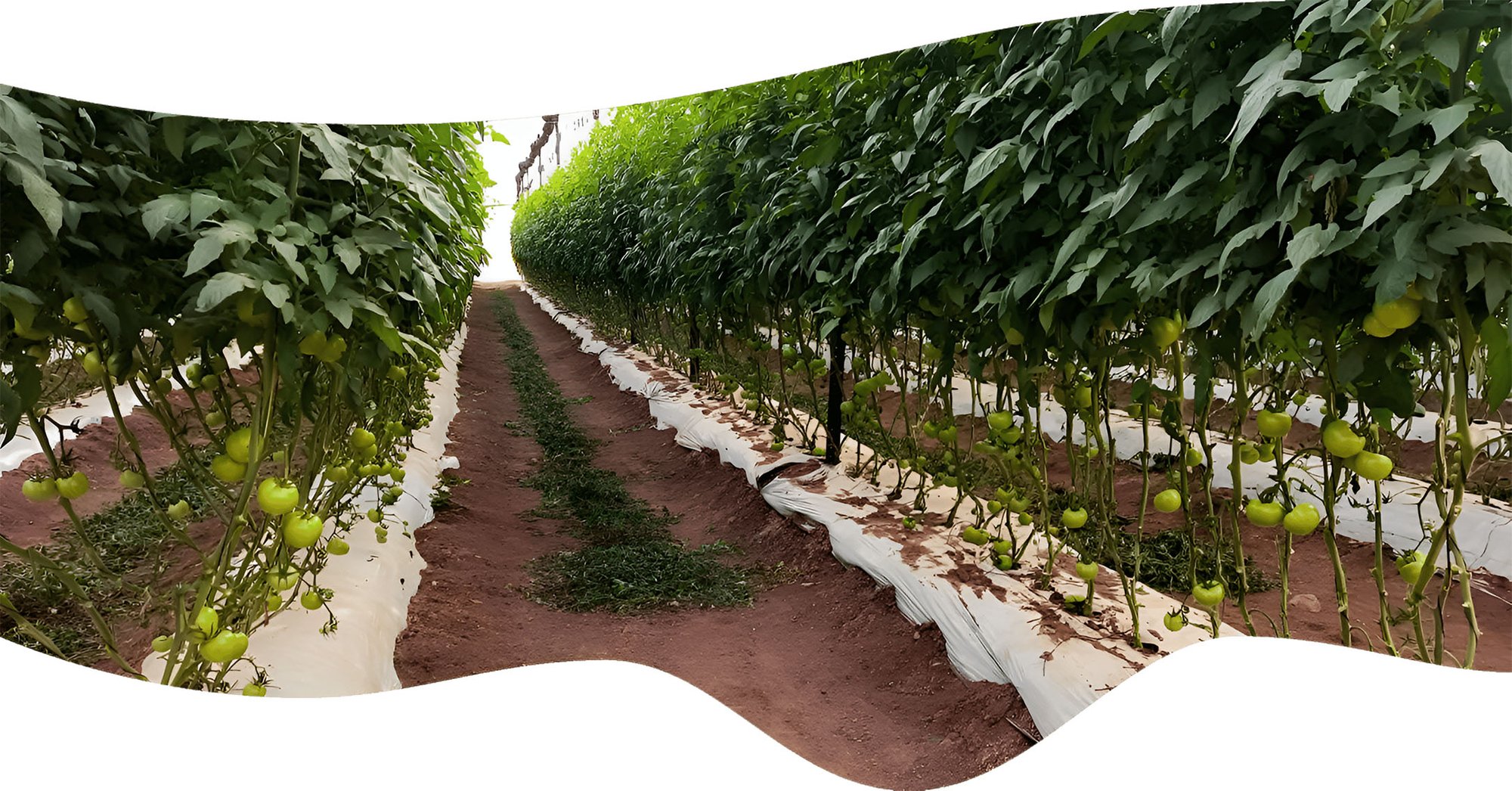 chaparral-farm_min