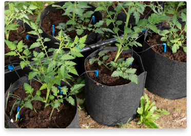 drip irrigation on farm
